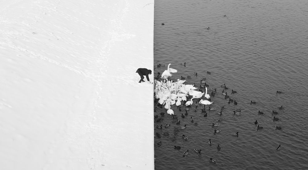 Marcin Ryczek - A Man Feeding Swans in the Snow. Nature: Other - 1st Place, Gold Star Award.