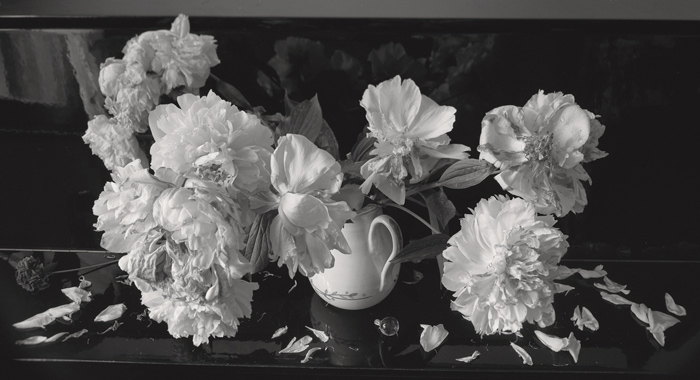 © Dominique Bollinger Flowers - pivoines - 1998