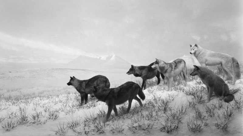 Hiroshi-Sugimoto-Pace-Alaskan_Wolves_1994