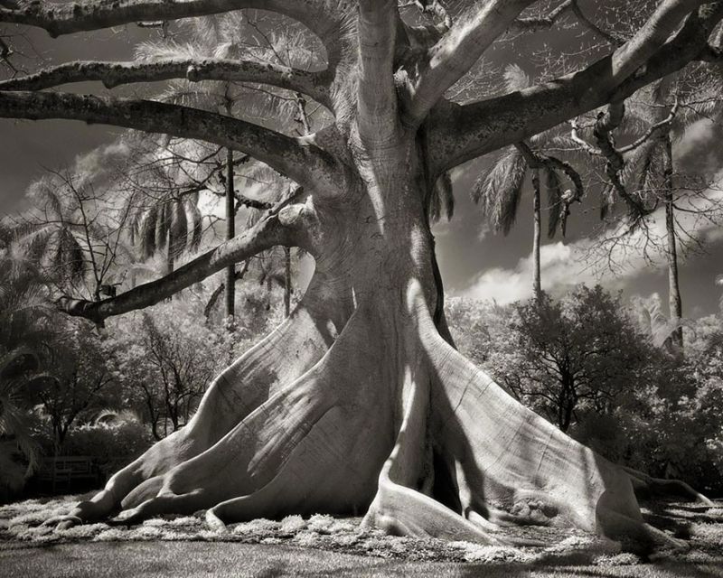 ancient-trees-beth-moon-10
