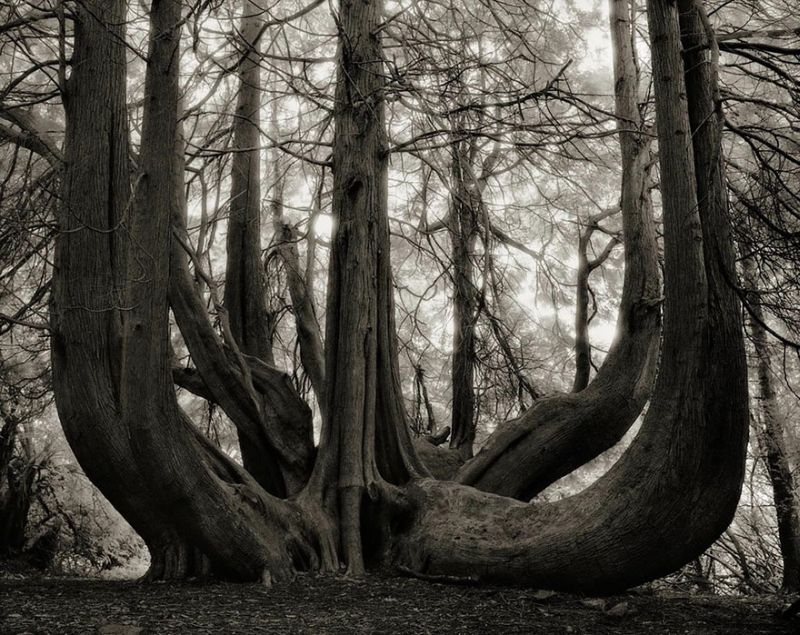 ancient-trees-beth-moon-14