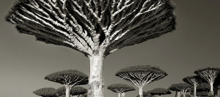 Mesmerizing photographs of the world’s most majestic ancient trees.