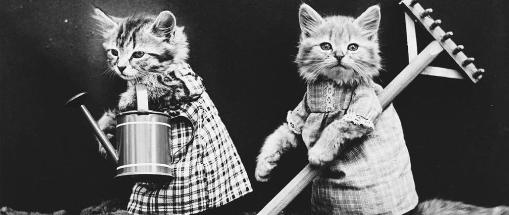 Cats and Dogs Dressed as People (1910s)
