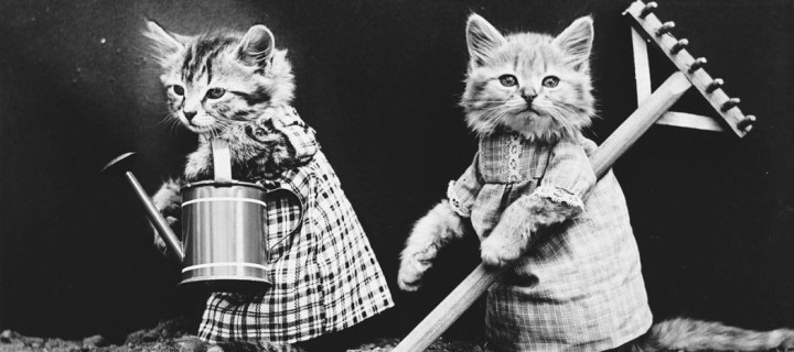 Cats and Dogs Dressed as People (1910s)