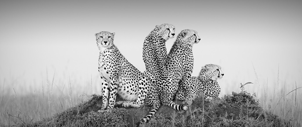 Outstanding Gallery of B&W Wildlife Photos from Monochrome Awards