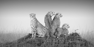 Outstanding Gallery of B&W Wildlife Photos from Monochrome Awards