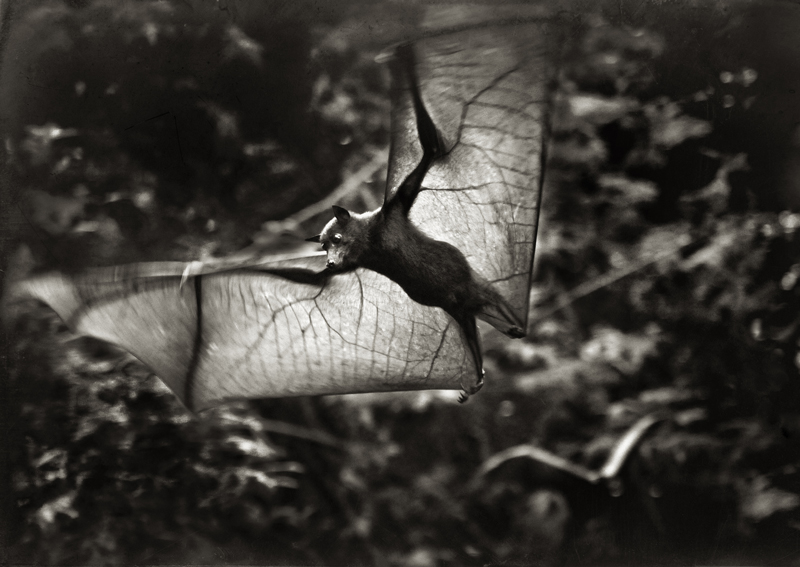 Flying Fox © Marianne Siff Kusk – 3rd place Winner in Wildlife, Amateur