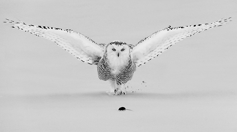 Snowy Owl Hunting © Terry Turrentine – 3rd place Winner in Wildlife, Professional