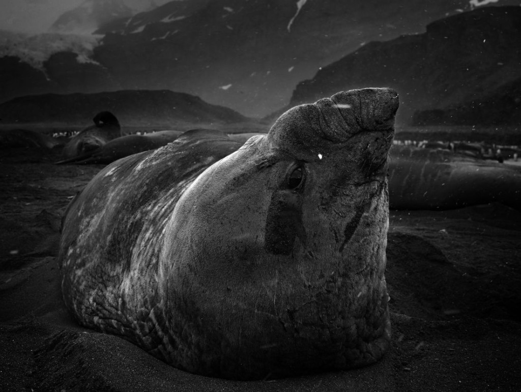 Tomasz Gudzowaty: Monsters of the Deep | MONOVISIONS - Black & White ...