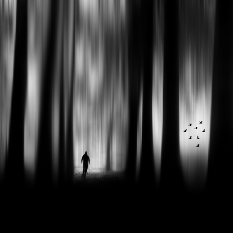The Forest © Miguel Cabezas – Honorable Mention in Photomanipulation, Amateur