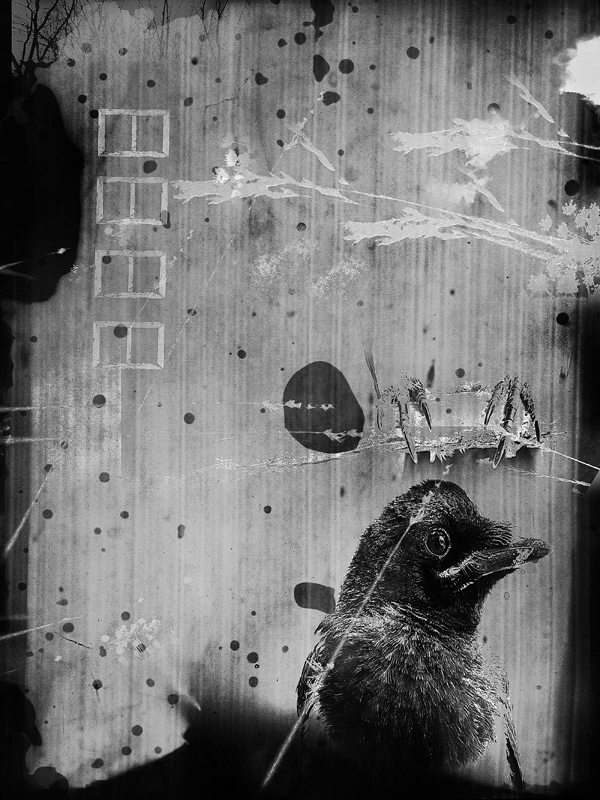 Bird 2 © Irina Kataeva – Honorable Mention in Photomanipulation, Amateur