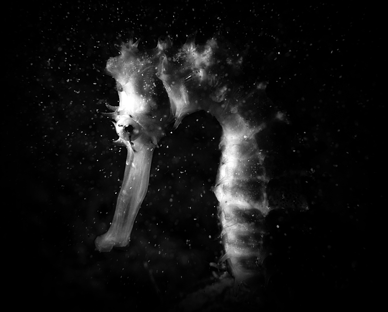 Seahorse © Shai Oron– Honorable Mention in Wildlife, Amateur