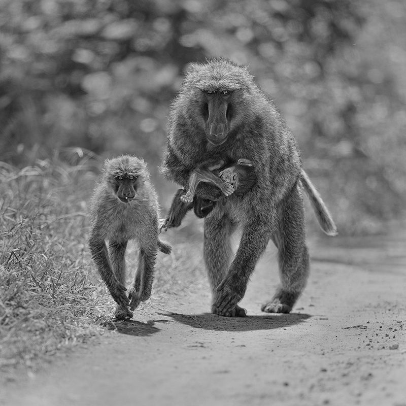 A Mother's Grief  © Annie Katz – Honorable Mention in Wildlife, Professional