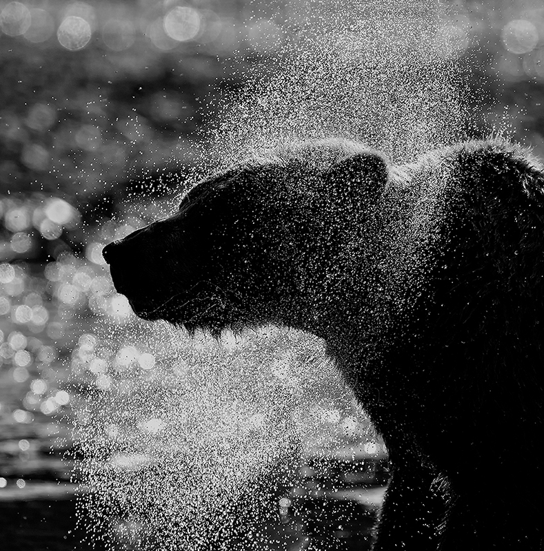 Bear Spray © Annie Katz – Honorable Mention in Wildlife, Professional
