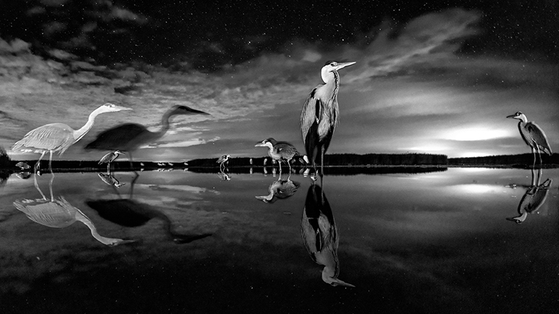 Night Stars © Bence Mate – Honorable Mention in Wildlife, Professional
