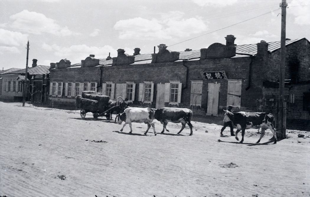 Manchuria-Northeast-Asia-in-1930s-Cattle on the Road