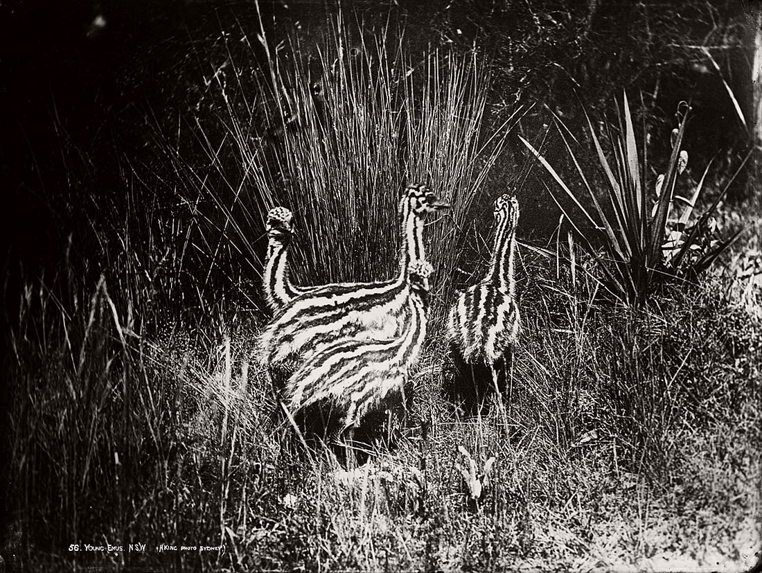 vintage-glass-plate-collodion-portraits-of-animals-and-birds-from-australia-01