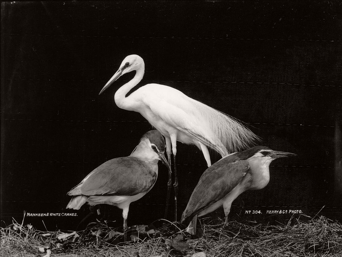 vintage-glass-plate-collodion-portraits-of-animals-and-birds-from-australia-12