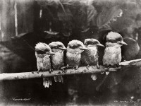 Vintage Glass Plate portraits of Animals and Birds from Australia