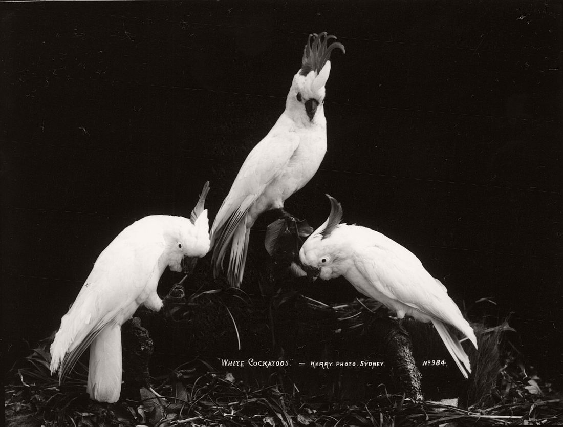 vintage-glass-plate-collodion-portraits-of-animals-and-birds-from-australia-14