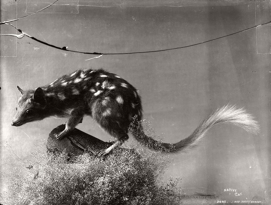 vintage-glass-plate-collodion-portraits-of-animals-and-birds-from-australia-17