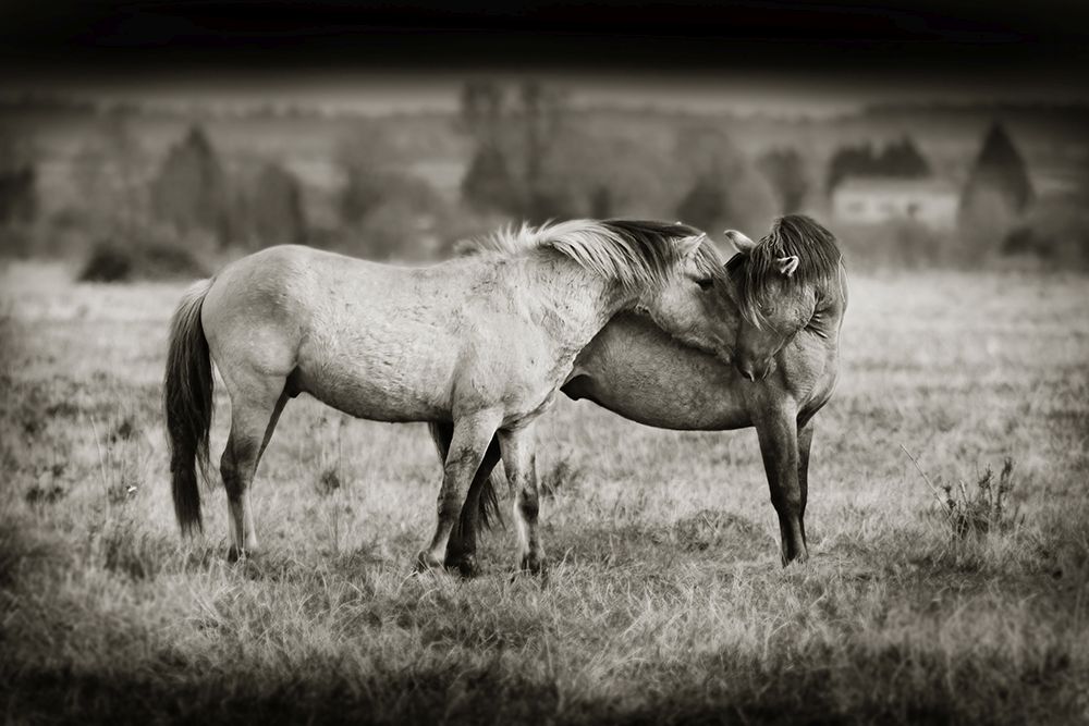 © Mark Tripp -  Konik Ponies living "as wild" on Wicken Fen in Cambridgeshire