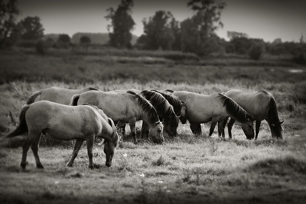 Konik Ponies living "as wild" on Wicken Fen in Cambridgeshire