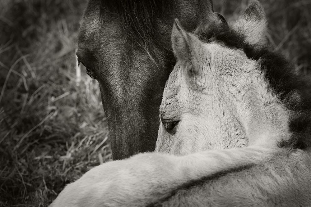 A young foal with it's mother - Konik Ponies living "as wild" on Wicken Fen in Cambridgeshire