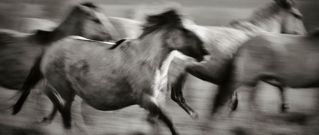 Interview with Horse Photographer Mark Tripp