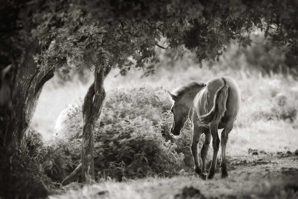 Konik Ponies living "as wild" on Wicken Fen in Cambridgeshire