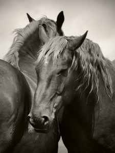 Interview with Horse Photographer Mark Tripp | MONOVISIONS - Black ...