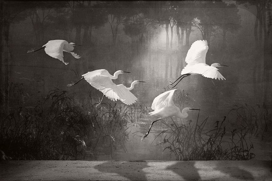 jan-gulfoss-surreal-black-and-white-wildlife-01