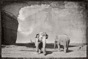 Jan Gulfoss: Surreal Black and White Wildlife | MONOVISIONS - Black ...