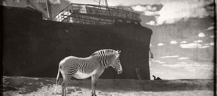 Jan Gulfoss: Surreal Black and White Wildlife