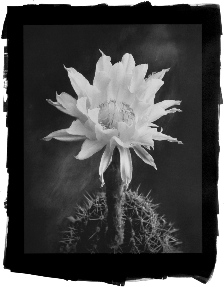 Easter Cactus by Cy DeCosse