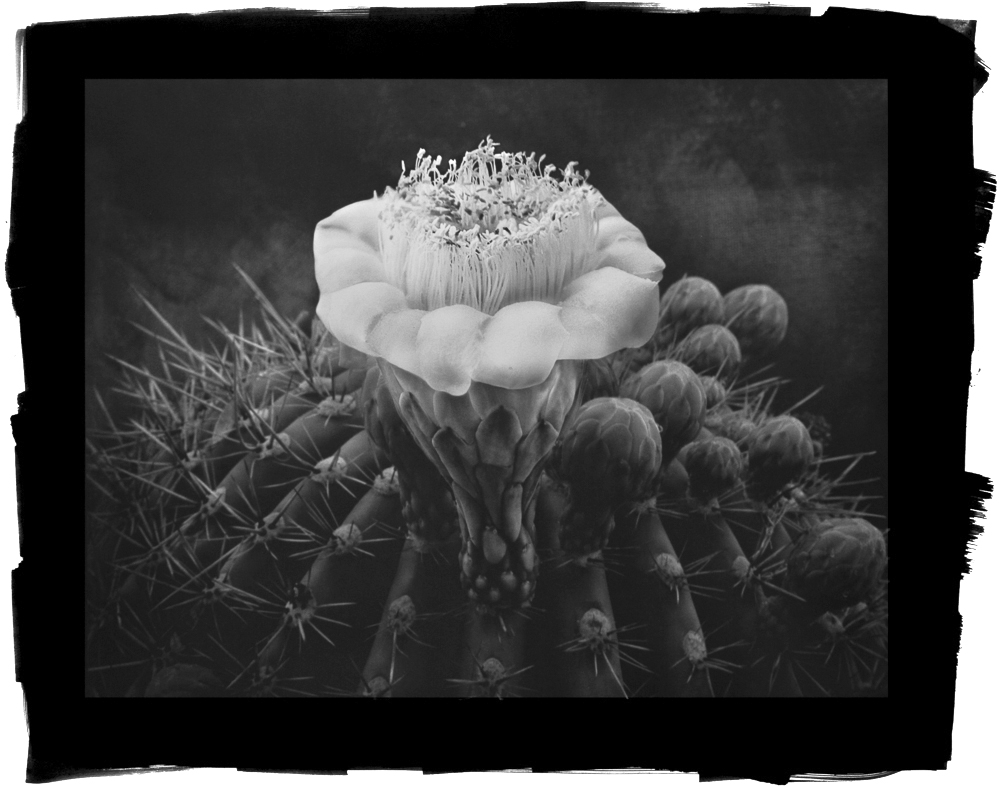 Saguaro Cactus by Cy DeCosse