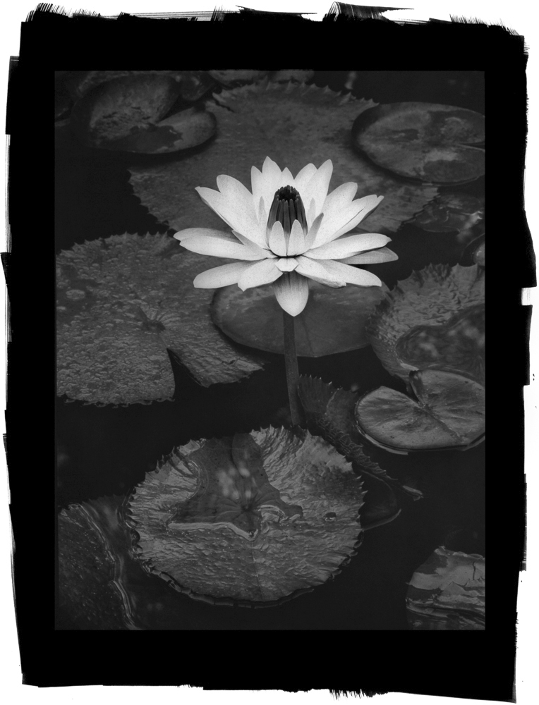 Water Lily by Cy DeCosse