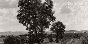 Wayne Gudmundson: Trees of Burgundy