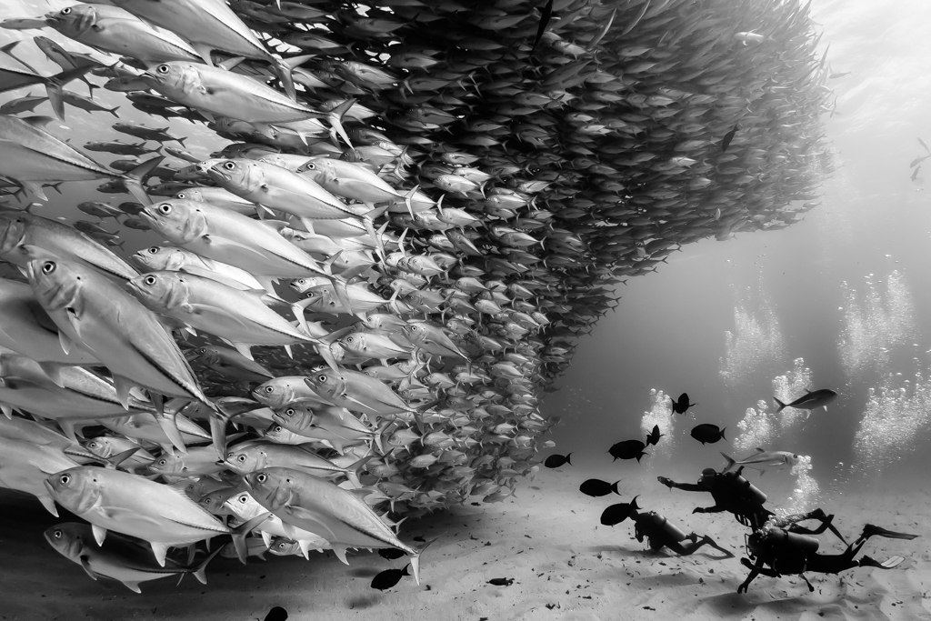 Mexico, Baja California, Sea of Cortez. Scuba Divers at the bottom admiring a big school of Jacks forming a wall found at the protected marine area of Cabo Pulmo.
