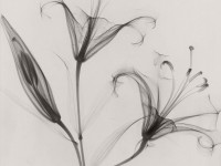 Dr. Dain L. Tasker: Floral Studies