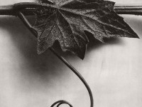 Biography: Fine Art / Botanical photographer Karl Blossfeldt