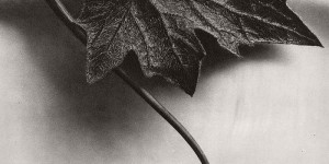 Biography: Fine Art / Botanical photographer Karl Blossfeldt