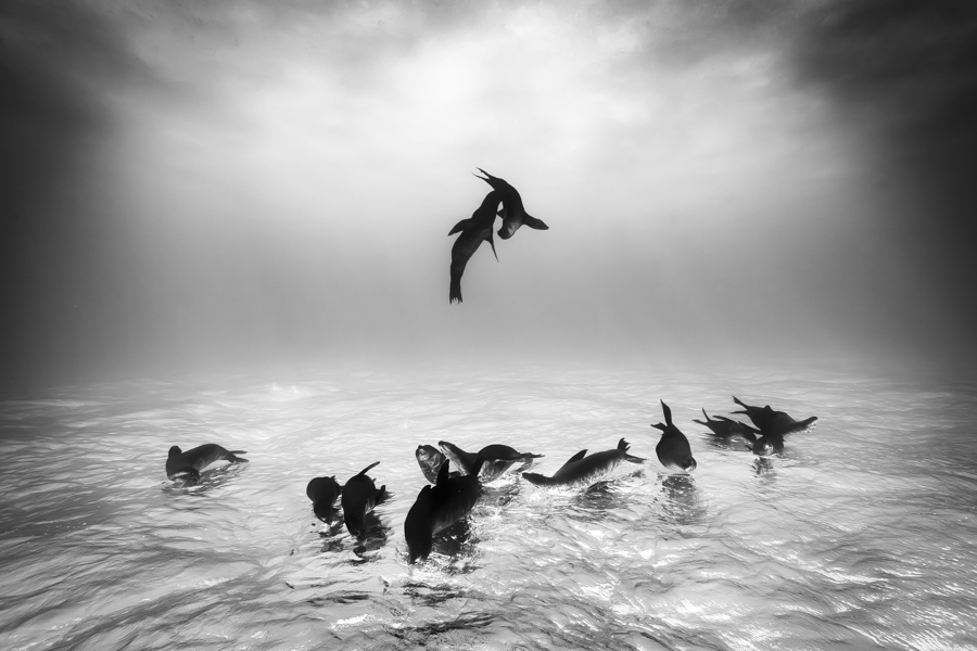 1st Place Winner - Wildlife Photographer of the Year 2015 Sea Lions at Espiritu Santo by Christian Vizl 