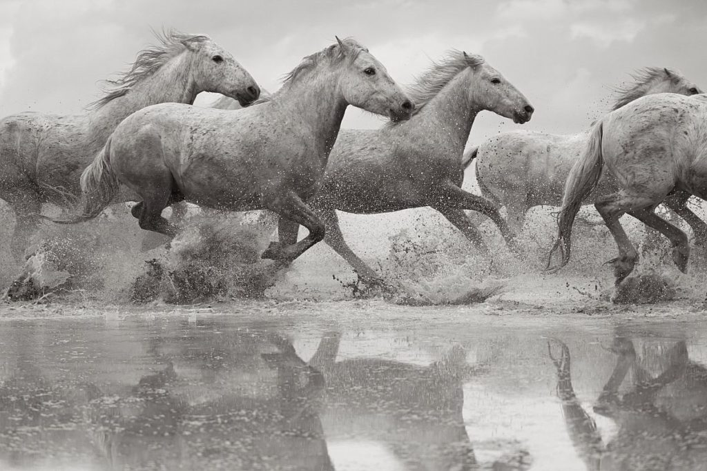 Drew Doggett – Band of Rebels: White Horses of Camargue | MONOVISIONS ...