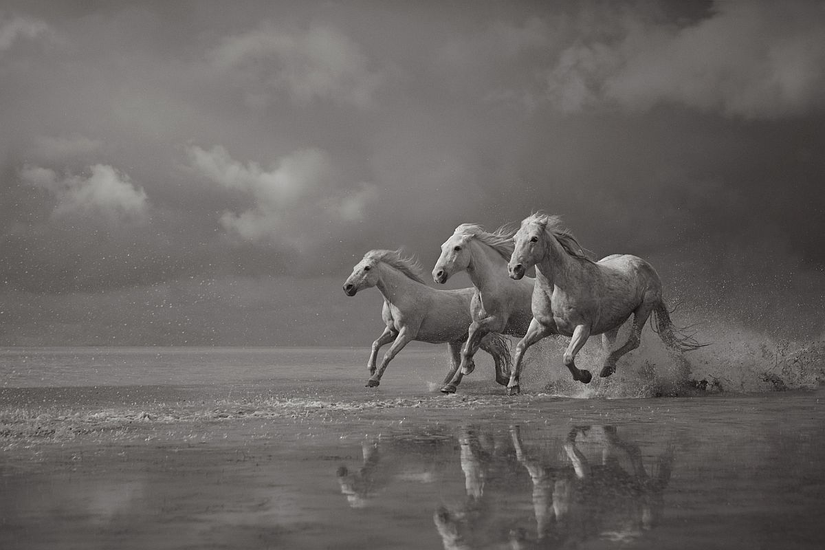 drew-doggett-band-of-rebels-white-horses-of-camargue-09