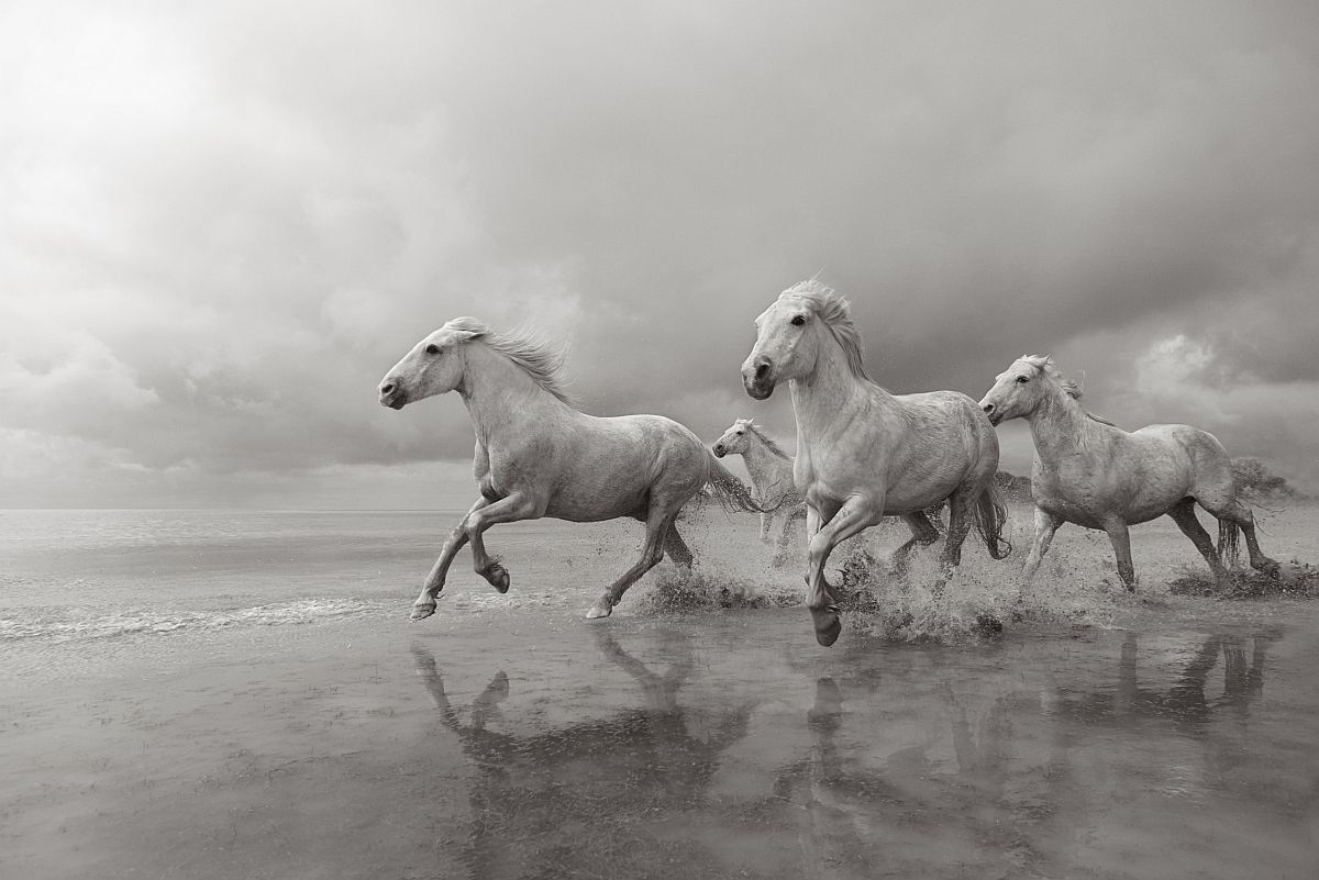 drew-doggett-band-of-rebels-white-horses-of-camargue-10