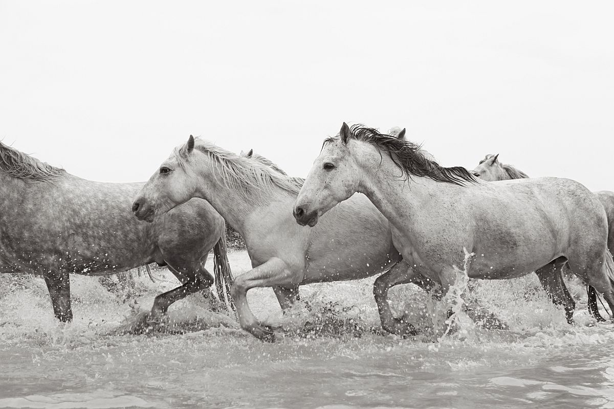 drew-doggett-band-of-rebels-white-horses-of-camargue-14