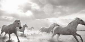 Drew Doggett – Band of Rebels: White Horses of Camargue