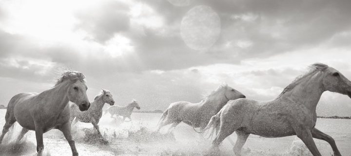 Drew Doggett – Band of Rebels: White Horses of Camargue