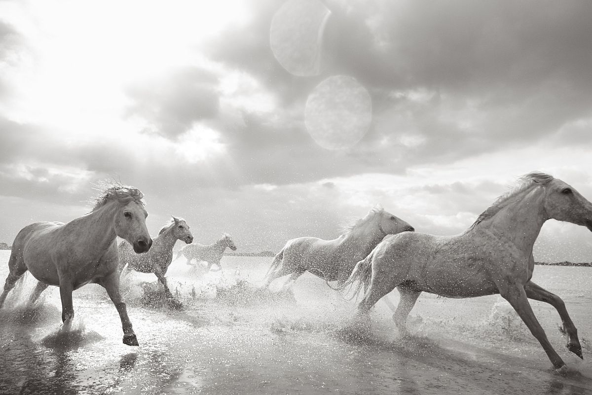 drew-doggett-band-of-rebels-white-horses-of-camargue-21